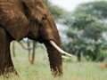 Elephant Drug